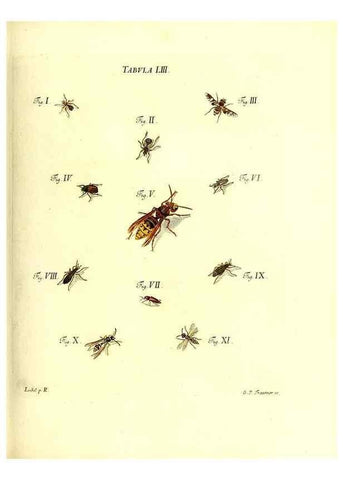 Reproducción/Reproduction 49810300676: Iacobi Christiani Schaefferi s.s. theologiae et philosophiae doctoris ... Icones insectorum circa Ratisbonam indigenorum :. Ratisbonae :Typis Breitfeldianis,MDCCLXXIX [1766-1779]. 