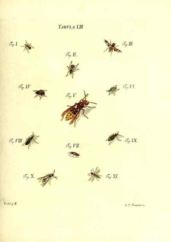 Reproducción/Reproduction 49810300676: Iacobi Christiani Schaefferi s.s. theologiae et philosophiae doctoris ... Icones insectorum circa Ratisbonam indigenorum :. Ratisbonae :Typis Breitfeldianis,MDCCLXXIX [1766-1779]. 
