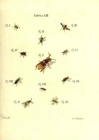 Reproducción/Reproduction 49810300676: Iacobi Christiani Schaefferi s.s. theologiae et philosophiae doctoris ... Icones insectorum circa Ratisbonam indigenorum :. Ratisbonae :Typis Breitfeldianis,MDCCLXXIX [1766-1779]. 