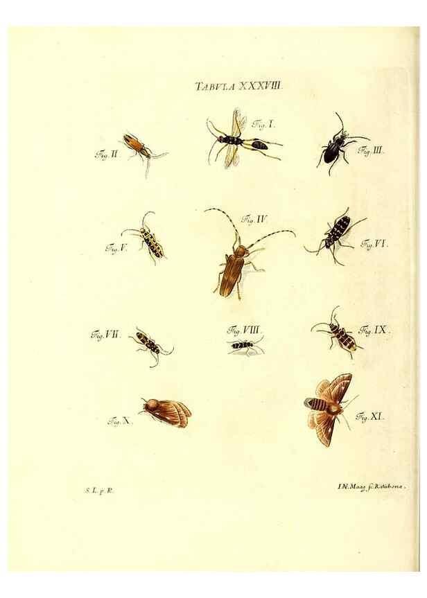 Reproducción/Reproduction 49809742333: Iacobi Christiani Schaefferi s.s. theologiae et philosophiae doctoris ... Icones insectorum circa Ratisbonam indigenorum :. Ratisbonae :Typis Breitfeldianis,MDCCLXXIX [1766-1779]. 