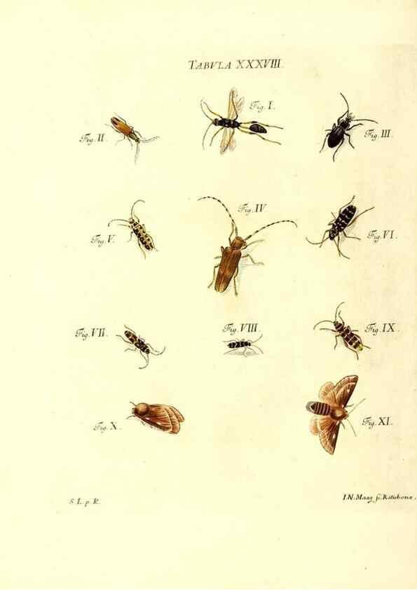 Reproducción/Reproduction 49809742333: Iacobi Christiani Schaefferi s.s. theologiae et philosophiae doctoris ... Icones insectorum circa Ratisbonam indigenorum :. Ratisbonae :Typis Breitfeldianis,MDCCLXXIX [1766-1779]. 