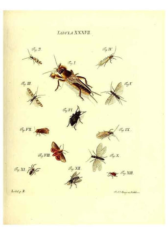 Reproducción/Reproduction 49810596612: Iacobi Christiani Schaefferi s.s. theologiae et philosophiae doctoris ... Icones insectorum circa Ratisbonam indigenorum :. Ratisbonae :Typis Breitfeldianis,MDCCLXXIX [1766-1779]. 