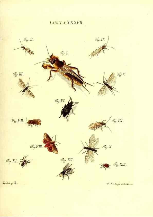 Reproducción/Reproduction 49810596612: Iacobi Christiani Schaefferi s.s. theologiae et philosophiae doctoris ... Icones insectorum circa Ratisbonam indigenorum :. Ratisbonae :Typis Breitfeldianis,MDCCLXXIX [1766-1779]. 