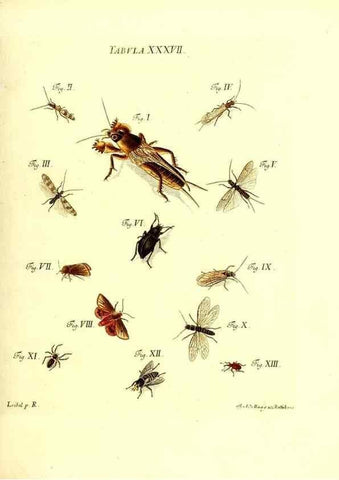Reproducción/Reproduction 49810596612: Iacobi Christiani Schaefferi s.s. theologiae et philosophiae doctoris ... Icones insectorum circa Ratisbonam indigenorum :. Ratisbonae :Typis Breitfeldianis,MDCCLXXIX [1766-1779]. 