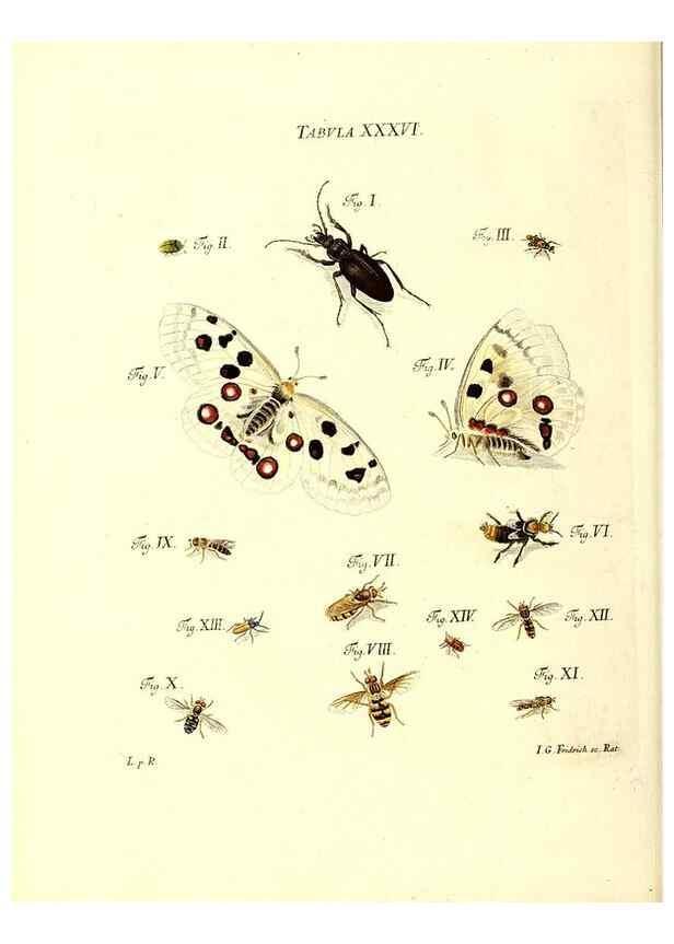 Reproducción/Reproduction 49809741798: Iacobi Christiani Schaefferi s.s. theologiae et philosophiae doctoris ... Icones insectorum circa Ratisbonam indigenorum :. Ratisbonae :Typis Breitfeldianis,MDCCLXXIX [1766-1779]. 