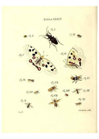 Reproducción/Reproduction 49809741798: Iacobi Christiani Schaefferi s.s. theologiae et philosophiae doctoris ... Icones insectorum circa Ratisbonam indigenorum :. Ratisbonae :Typis Breitfeldianis,MDCCLXXIX [1766-1779]. 