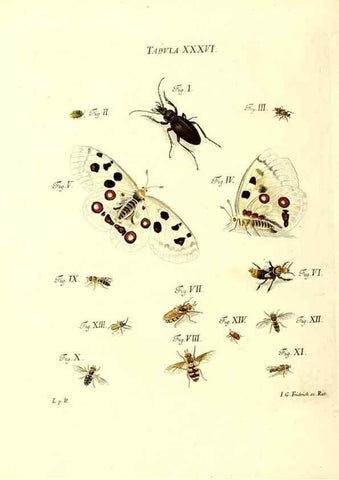Reproducción/Reproduction 49809741798: Iacobi Christiani Schaefferi s.s. theologiae et philosophiae doctoris ... Icones insectorum circa Ratisbonam indigenorum :. Ratisbonae :Typis Breitfeldianis,MDCCLXXIX [1766-1779]. 