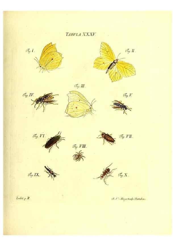Reproducción/Reproduction 49810295976: Iacobi Christiani Schaefferi s.s. theologiae et philosophiae doctoris ... Icones insectorum circa Ratisbonam indigenorum :. Ratisbonae :Typis Breitfeldianis,MDCCLXXIX [1766-1779]. 