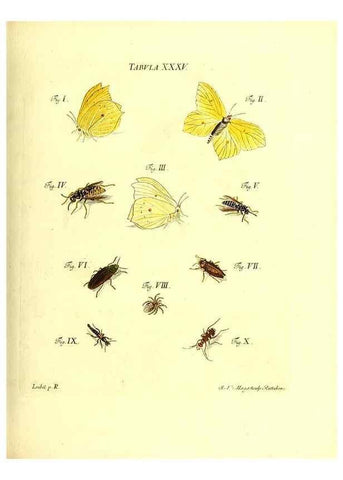 Reproducción/Reproduction 49810295976: Iacobi Christiani Schaefferi s.s. theologiae et philosophiae doctoris ... Icones insectorum circa Ratisbonam indigenorum :. Ratisbonae :Typis Breitfeldianis,MDCCLXXIX [1766-1779]. 