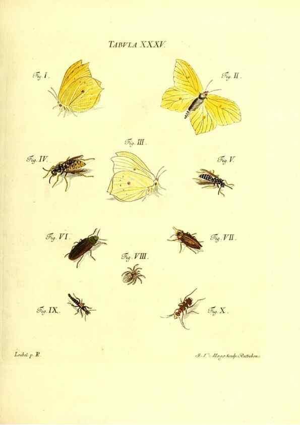 Reproducción/Reproduction 49810295976: Iacobi Christiani Schaefferi s.s. theologiae et philosophiae doctoris ... Icones insectorum circa Ratisbonam indigenorum :. Ratisbonae :Typis Breitfeldianis,MDCCLXXIX [1766-1779]. 