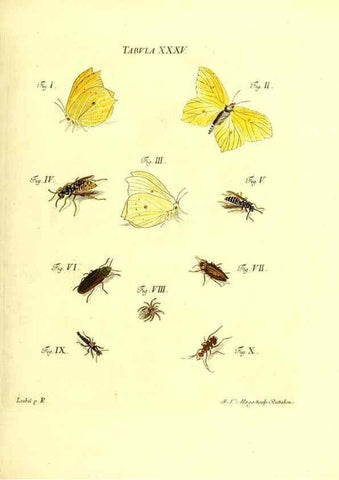 Reproducción/Reproduction 49810295976: Iacobi Christiani Schaefferi s.s. theologiae et philosophiae doctoris ... Icones insectorum circa Ratisbonam indigenorum :. Ratisbonae :Typis Breitfeldianis,MDCCLXXIX [1766-1779]. 