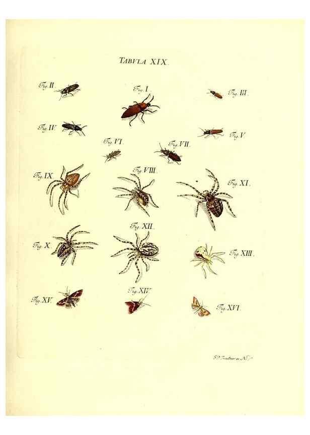 Reproducción/Reproduction 49810592132: Iacobi Christiani Schaefferi s.s. theologiae et philosophiae doctoris ... Icones insectorum circa Ratisbonam indigenorum :. Ratisbonae :Typis Breitfeldianis,MDCCLXXIX [1766-1779]. 