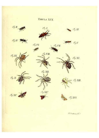 Reproducción/Reproduction 49810592132: Iacobi Christiani Schaefferi s.s. theologiae et philosophiae doctoris ... Icones insectorum circa Ratisbonam indigenorum :. Ratisbonae :Typis Breitfeldianis,MDCCLXXIX [1766-1779]. 