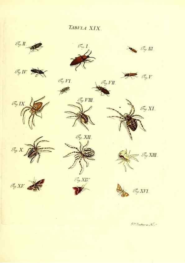 Reproducción/Reproduction 49810592132: Iacobi Christiani Schaefferi s.s. theologiae et philosophiae doctoris ... Icones insectorum circa Ratisbonam indigenorum :. Ratisbonae :Typis Breitfeldianis,MDCCLXXIX [1766-1779]. 