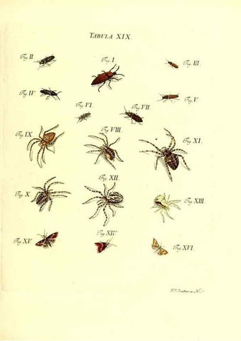 Reproducción/Reproduction 49810592132: Iacobi Christiani Schaefferi s.s. theologiae et philosophiae doctoris ... Icones insectorum circa Ratisbonam indigenorum :. Ratisbonae :Typis Breitfeldianis,MDCCLXXIX [1766-1779]. 