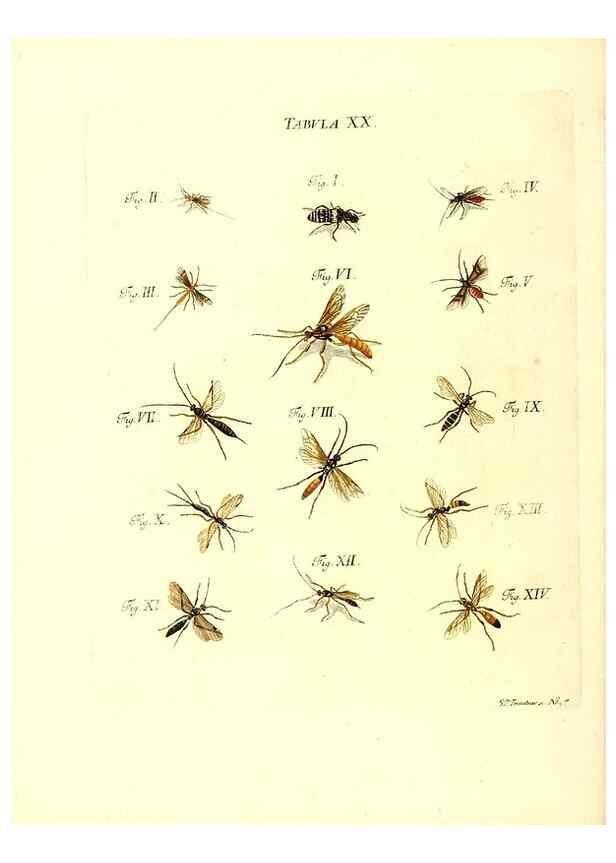 Reproducción/Reproduction 49810592357: Iacobi Christiani Schaefferi s.s. theologiae et philosophiae doctoris ... Icones insectorum circa Ratisbonam indigenorum :. Ratisbonae :Typis Breitfeldianis,MDCCLXXIX [1766-1779]. 