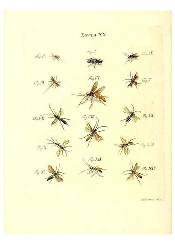 Reproducción/Reproduction 49810592357: Iacobi Christiani Schaefferi s.s. theologiae et philosophiae doctoris ... Icones insectorum circa Ratisbonam indigenorum :. Ratisbonae :Typis Breitfeldianis,MDCCLXXIX [1766-1779]. 