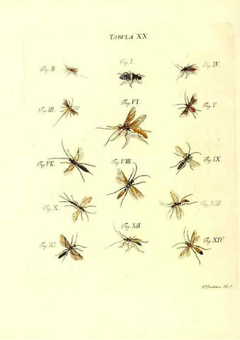 Reproducción/Reproduction 49810592357: Iacobi Christiani Schaefferi s.s. theologiae et philosophiae doctoris ... Icones insectorum circa Ratisbonam indigenorum :. Ratisbonae :Typis Breitfeldianis,MDCCLXXIX [1766-1779]. 