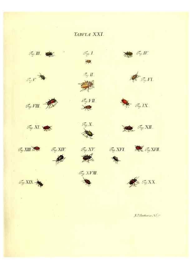 Reproducción/Reproduction 49810292426: Iacobi Christiani Schaefferi s.s. theologiae et philosophiae doctoris ... Icones insectorum circa Ratisbonam indigenorum :. Ratisbonae :Typis Breitfeldianis,MDCCLXXIX [1766-1779]. 