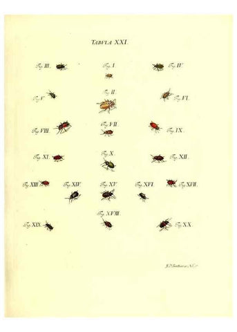 Reproducción/Reproduction 49810292426: Iacobi Christiani Schaefferi s.s. theologiae et philosophiae doctoris ... Icones insectorum circa Ratisbonam indigenorum :. Ratisbonae :Typis Breitfeldianis,MDCCLXXIX [1766-1779]. 