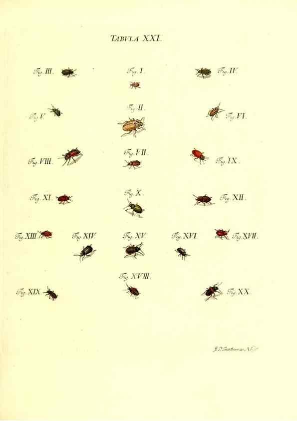 Reproducción/Reproduction 49810292426: Iacobi Christiani Schaefferi s.s. theologiae et philosophiae doctoris ... Icones insectorum circa Ratisbonam indigenorum :. Ratisbonae :Typis Breitfeldianis,MDCCLXXIX [1766-1779]. 