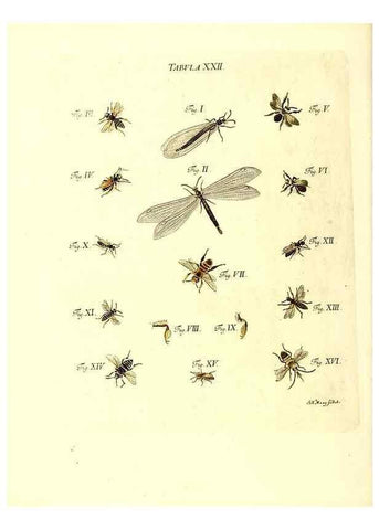 Reproducción/Reproduction 49809738213: Iacobi Christiani Schaefferi s.s. theologiae et philosophiae doctoris ... Icones insectorum circa Ratisbonam indigenorum :. Ratisbonae :Typis Breitfeldianis,MDCCLXXIX [1766-1779]. 