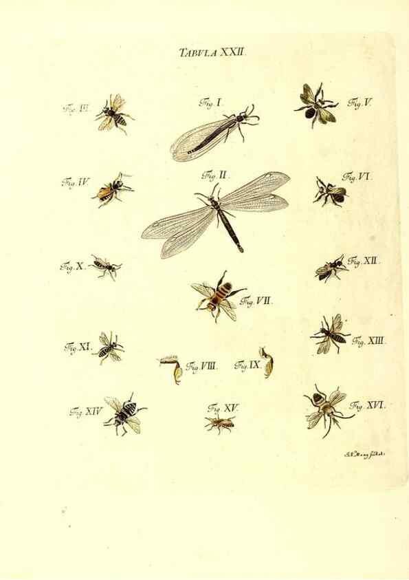 Reproducción/Reproduction 49809738213: Iacobi Christiani Schaefferi s.s. theologiae et philosophiae doctoris ... Icones insectorum circa Ratisbonam indigenorum :. Ratisbonae :Typis Breitfeldianis,MDCCLXXIX [1766-1779]. 