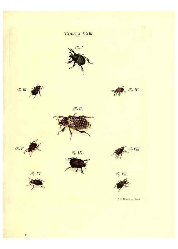 Reproducción/Reproduction 49810593067: Iacobi Christiani Schaefferi s.s. theologiae et philosophiae doctoris ... Icones insectorum circa Ratisbonam indigenorum :. Ratisbonae :Typis Breitfeldianis,MDCCLXXIX [1766-1779]. 