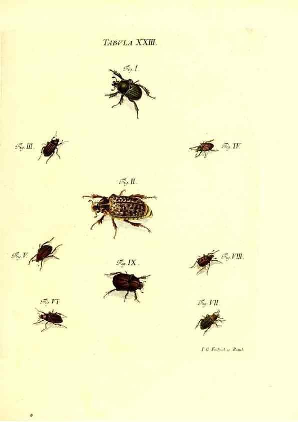 Reproducción/Reproduction 49810593067: Iacobi Christiani Schaefferi s.s. theologiae et philosophiae doctoris ... Icones insectorum circa Ratisbonam indigenorum :. Ratisbonae :Typis Breitfeldianis,MDCCLXXIX [1766-1779]. 