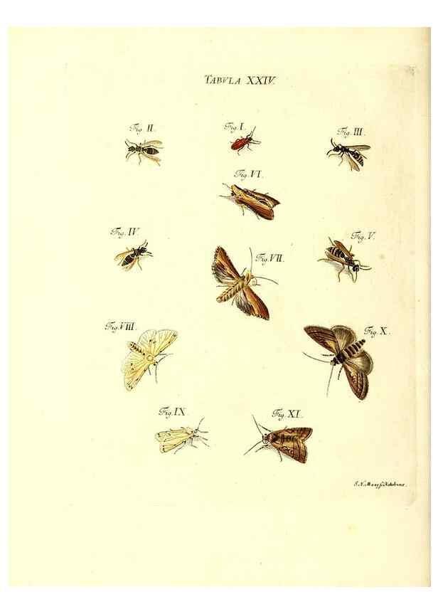 Reproducción/Reproduction 49810593307: Iacobi Christiani Schaefferi s.s. theologiae et philosophiae doctoris ... Icones insectorum circa Ratisbonam indigenorum :. Ratisbonae :Typis Breitfeldianis,MDCCLXXIX [1766-1779]. 