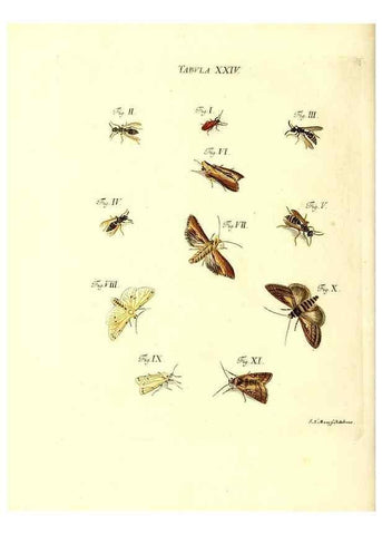 Reproducción/Reproduction 49810593307: Iacobi Christiani Schaefferi s.s. theologiae et philosophiae doctoris ... Icones insectorum circa Ratisbonam indigenorum :. Ratisbonae :Typis Breitfeldianis,MDCCLXXIX [1766-1779]. 
