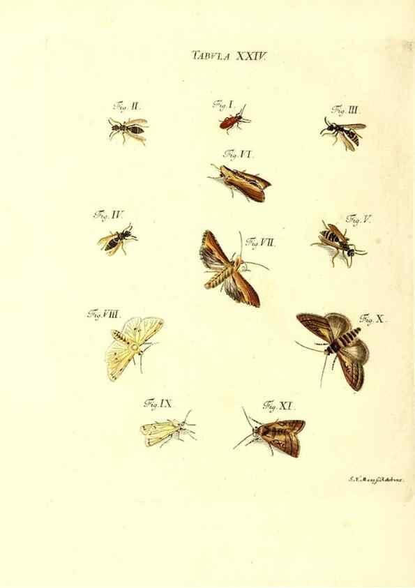 Reproducción/Reproduction 49810593307: Iacobi Christiani Schaefferi s.s. theologiae et philosophiae doctoris ... Icones insectorum circa Ratisbonam indigenorum :. Ratisbonae :Typis Breitfeldianis,MDCCLXXIX [1766-1779]. 