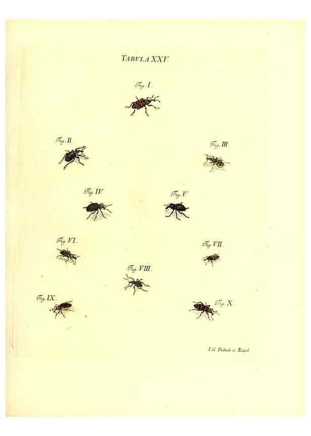Reproducción/Reproduction 49810593487: Iacobi Christiani Schaefferi s.s. theologiae et philosophiae doctoris ... Icones insectorum circa Ratisbonam indigenorum :. Ratisbonae :Typis Breitfeldianis,MDCCLXXIX [1766-1779]. 
