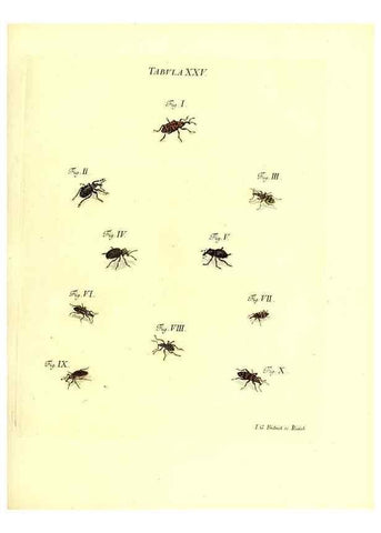 Reproducción/Reproduction 49810593487: Iacobi Christiani Schaefferi s.s. theologiae et philosophiae doctoris ... Icones insectorum circa Ratisbonam indigenorum :. Ratisbonae :Typis Breitfeldianis,MDCCLXXIX [1766-1779]. 