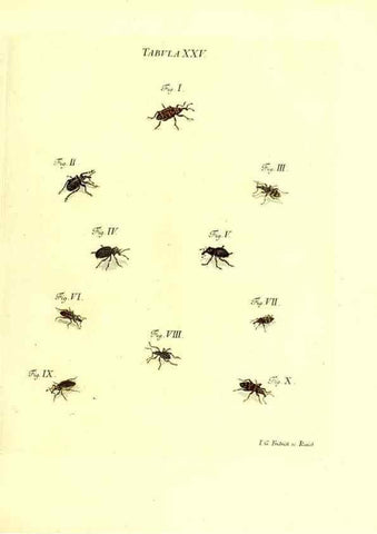 Reproducción/Reproduction 49810593487: Iacobi Christiani Schaefferi s.s. theologiae et philosophiae doctoris ... Icones insectorum circa Ratisbonam indigenorum :. Ratisbonae :Typis Breitfeldianis,MDCCLXXIX [1766-1779]. 