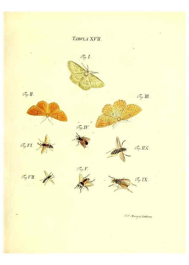 Reproducción/Reproduction 49810291541: Iacobi Christiani Schaefferi s.s. theologiae et philosophiae doctoris ... Icones insectorum circa Ratisbonam indigenorum :. Ratisbonae :Typis Breitfeldianis,MDCCLXXIX [1766-1779]. 
