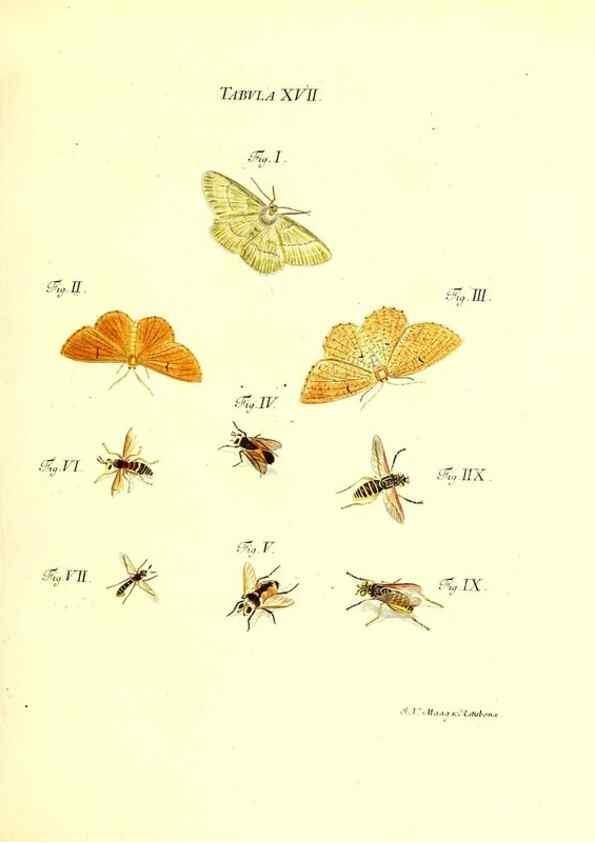 Reproducción/Reproduction 49810291541: Iacobi Christiani Schaefferi s.s. theologiae et philosophiae doctoris ... Icones insectorum circa Ratisbonam indigenorum :. Ratisbonae :Typis Breitfeldianis,MDCCLXXIX [1766-1779]. 