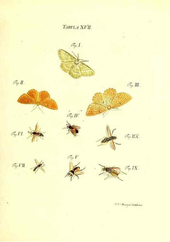 Reproducción/Reproduction 49810291541: Iacobi Christiani Schaefferi s.s. theologiae et philosophiae doctoris ... Icones insectorum circa Ratisbonam indigenorum :. Ratisbonae :Typis Breitfeldianis,MDCCLXXIX [1766-1779]. 