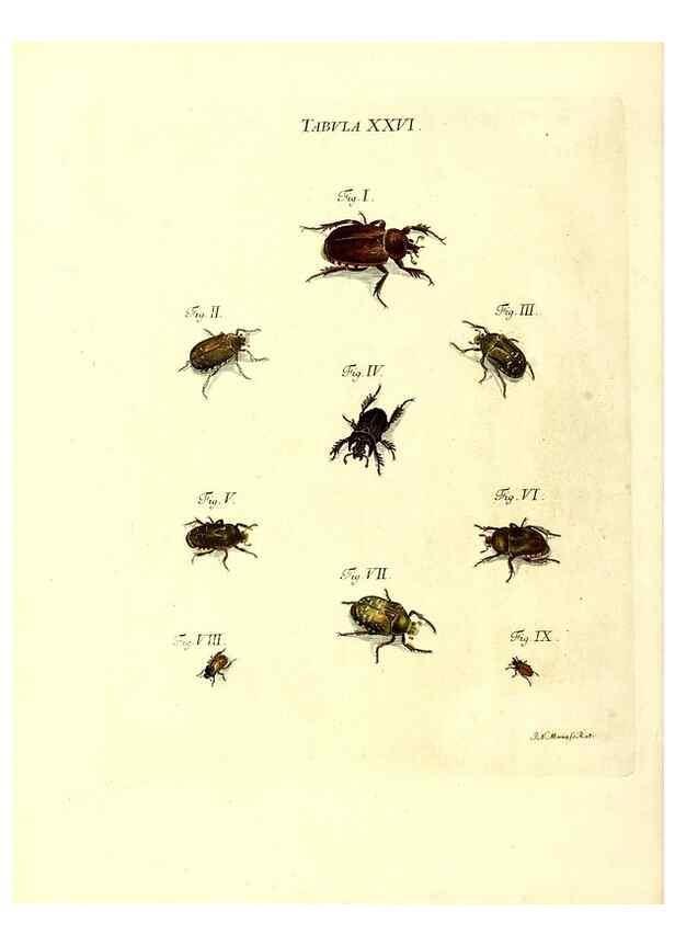 Reproducción/Reproduction 49810293586: Iacobi Christiani Schaefferi s.s. theologiae et philosophiae doctoris ... Icones insectorum circa Ratisbonam indigenorum :. Ratisbonae :Typis Breitfeldianis,MDCCLXXIX [1766-1779]. 