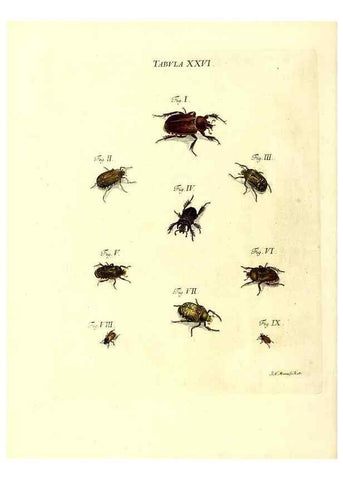 Reproducción/Reproduction 49810293586: Iacobi Christiani Schaefferi s.s. theologiae et philosophiae doctoris ... Icones insectorum circa Ratisbonam indigenorum :. Ratisbonae :Typis Breitfeldianis,MDCCLXXIX [1766-1779]. 