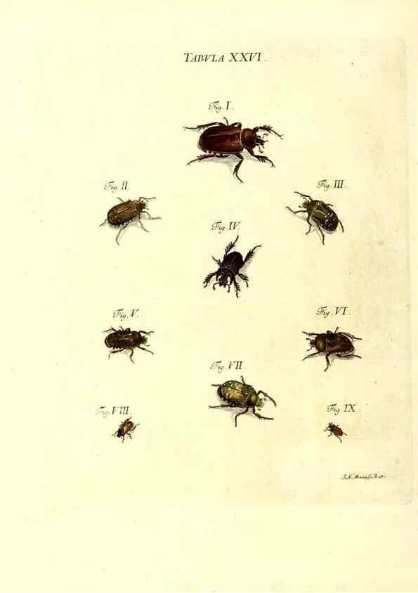 Reproducción/Reproduction 49810293586: Iacobi Christiani Schaefferi s.s. theologiae et philosophiae doctoris ... Icones insectorum circa Ratisbonam indigenorum :. Ratisbonae :Typis Breitfeldianis,MDCCLXXIX [1766-1779]. 