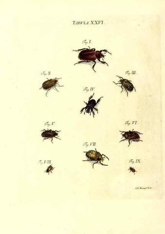 Reproducción/Reproduction 49810293586: Iacobi Christiani Schaefferi s.s. theologiae et philosophiae doctoris ... Icones insectorum circa Ratisbonam indigenorum :. Ratisbonae :Typis Breitfeldianis,MDCCLXXIX [1766-1779]. 