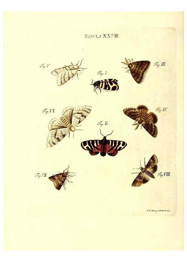 Reproducción/Reproduction 49809739563: Iacobi Christiani Schaefferi s.s. theologiae et philosophiae doctoris ... Icones insectorum circa Ratisbonam indigenorum :. Ratisbonae :Typis Breitfeldianis,MDCCLXXIX [1766-1779]. 
