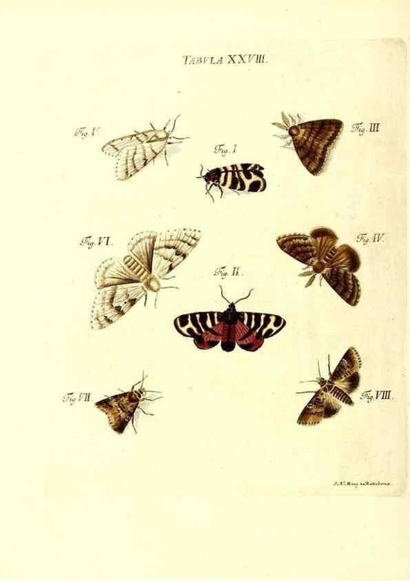 Reproducción/Reproduction 49809739563: Iacobi Christiani Schaefferi s.s. theologiae et philosophiae doctoris ... Icones insectorum circa Ratisbonam indigenorum :. Ratisbonae :Typis Breitfeldianis,MDCCLXXIX [1766-1779]. 