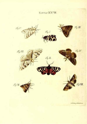 Reproducción/Reproduction 49809739563: Iacobi Christiani Schaefferi s.s. theologiae et philosophiae doctoris ... Icones insectorum circa Ratisbonam indigenorum :. Ratisbonae :Typis Breitfeldianis,MDCCLXXIX [1766-1779]. 