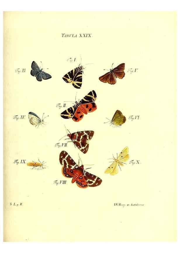 Reproducción/Reproduction 49810594377: Iacobi Christiani Schaefferi s.s. theologiae et philosophiae doctoris ... Icones insectorum circa Ratisbonam indigenorum :. Ratisbonae :Typis Breitfeldianis,MDCCLXXIX [1766-1779]. 