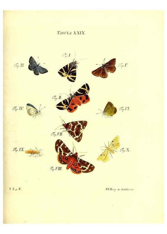 Reproducción/Reproduction 49810594377: Iacobi Christiani Schaefferi s.s. theologiae et philosophiae doctoris ... Icones insectorum circa Ratisbonam indigenorum :. Ratisbonae :Typis Breitfeldianis,MDCCLXXIX [1766-1779]. 