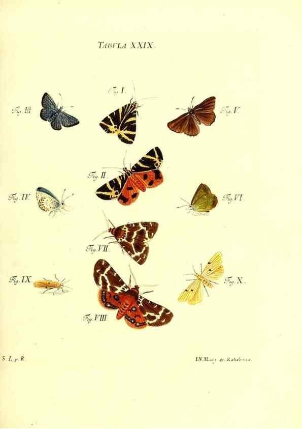 Reproducción/Reproduction 49810594377: Iacobi Christiani Schaefferi s.s. theologiae et philosophiae doctoris ... Icones insectorum circa Ratisbonam indigenorum :. Ratisbonae :Typis Breitfeldianis,MDCCLXXIX [1766-1779]. 