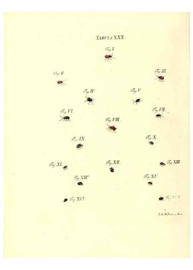 Reproducción/Reproduction 49810594607: Iacobi Christiani Schaefferi s.s. theologiae et philosophiae doctoris ... Icones insectorum circa Ratisbonam indigenorum :. Ratisbonae :Typis Breitfeldianis,MDCCLXXIX [1766-1779]. 