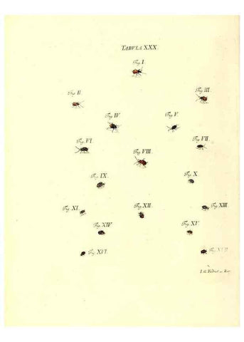 Reproducción/Reproduction 49810594607: Iacobi Christiani Schaefferi s.s. theologiae et philosophiae doctoris ... Icones insectorum circa Ratisbonam indigenorum :. Ratisbonae :Typis Breitfeldianis,MDCCLXXIX [1766-1779]. 